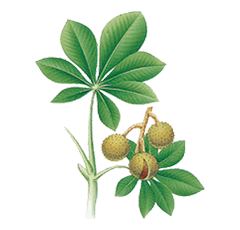 Buckeye seed