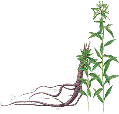Lithospermum root